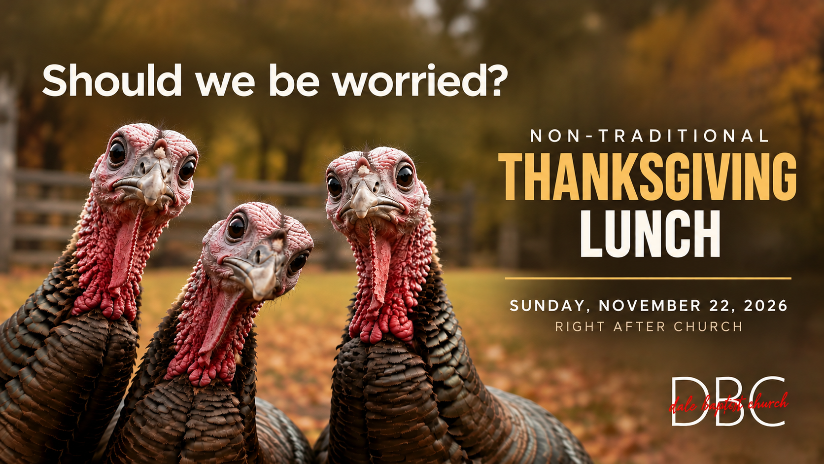 Turkeys wondering what is being planned for Thanksgiving dinner